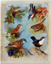 British Birds by Archibald Thorburn (1918)